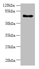 ZNF133 Antibody