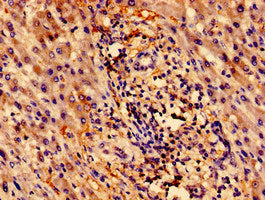 ZNF155 Antibody