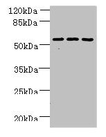 ZNF19 Antibody