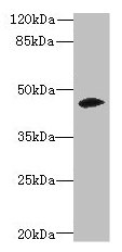 ZSCAN9 Antibody