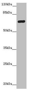 ZNF20 Antibody