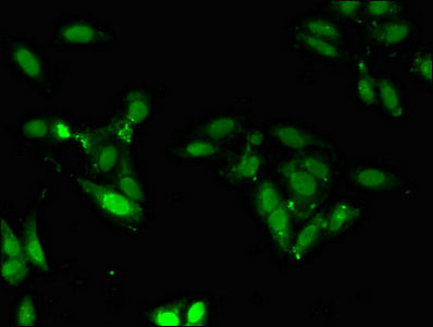 ZNF207 Antibody