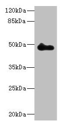 ZNF232 Antibody