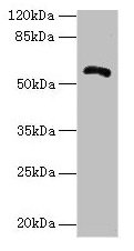 ZBTB18 Antibody