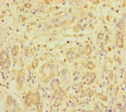 ZNF287 Antibody