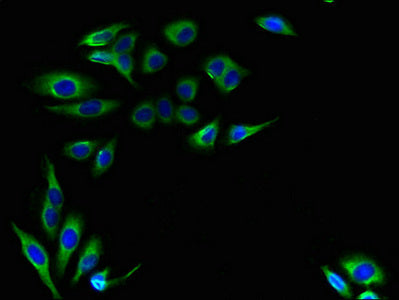 LRTOMT Antibody