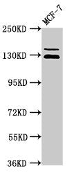 ZNF335 Antibody