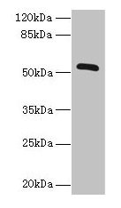 ZNF410 Antibody
