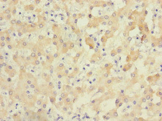 ZNF462 Antibody