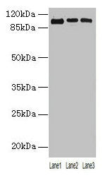 ZNF546 Antibody