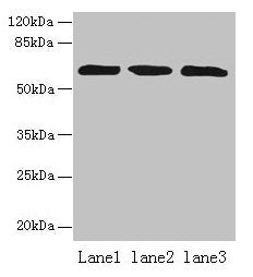 ZNF554 Antibody