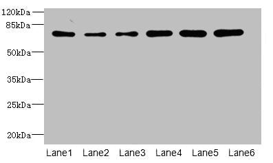 ZNF555 Antibody