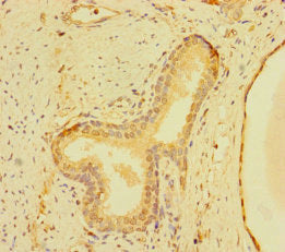 ZNF560 Antibody