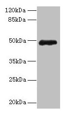 ZNF562 Antibody