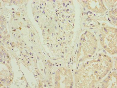 ZNF596 Antibody