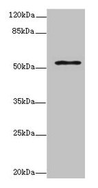 ZNF610 Antibody
