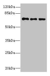 ZNF614 Antibody