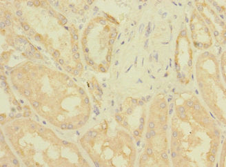 ZNF624 Antibody