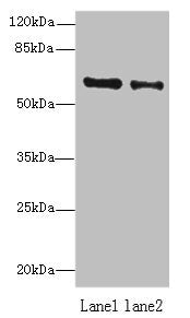 ZNF626 Antibody