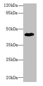ZNF670 Antibody