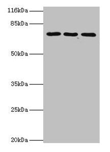 ZNF699 Antibody
