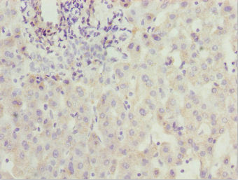ZNF785 Antibody