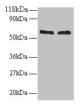 FUS Antibody