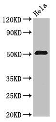 ZNF829 Antibody