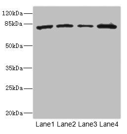 ZP2 Antibody