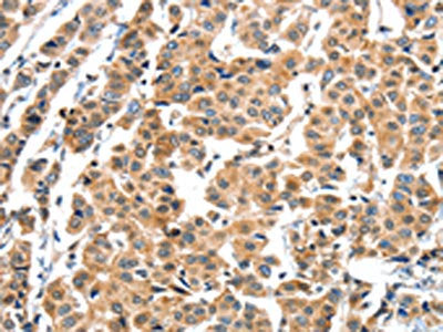 XBP1 Antibody