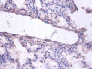 ERH Antibody