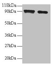SAT1 Antibody
