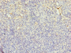 LYZ Antibody