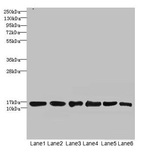 SOD1 Antibody