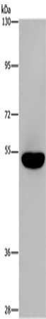 AHRR Antibody