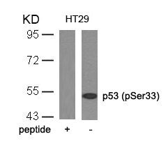 Phospho-TP53 (Ser33) Antibody