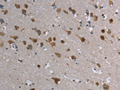 CASP8AP2 Antibody
