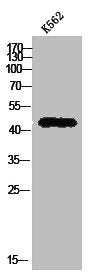PGA3/PGA4/PGA5 Antibody