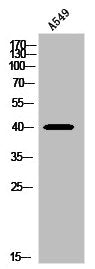 PGD Antibody