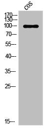 PGR Antibody