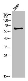 PLAT Antibody