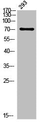Phospho-PLK1 (T210) Antibody