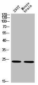 Phospho-YWHAQ (S232) Antibody