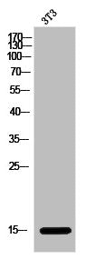 Acetyl-Histone H2B (K15) Antibody