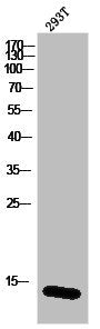 Histone H2B Antibody