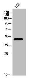 MRPL39 Antibody