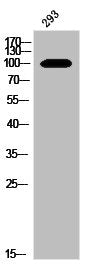 BCAS3 Antibody