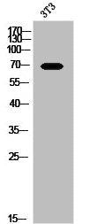 SPDL1 Antibody