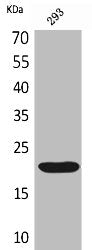 CMTM6 Antibody