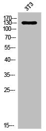 NOL8 Antibody